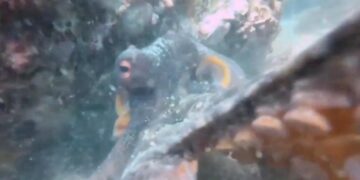 Октопод засне удивителни подводни кадри с открадната камера