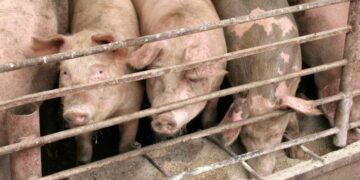 Опасни супербактерии в Европа могат да заразят хора, животни и храните